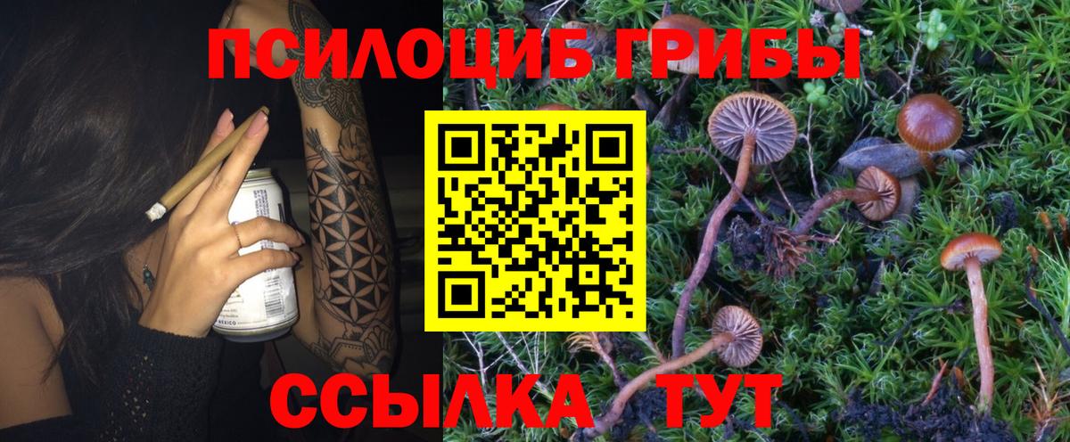 Карачаевск  Псилоцибиновые грибы мицелий  Вход с VPN 
