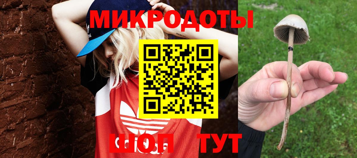 Галлюциногенные грибы Psilocybine cubensis Карачаевск